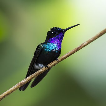 Ai Generiert, Eisvogel, Vogel, Tier
