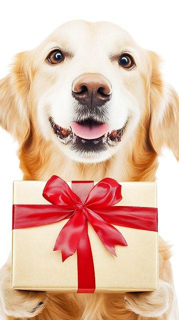 Hund, Geschenk, Weihnachten, Ferien