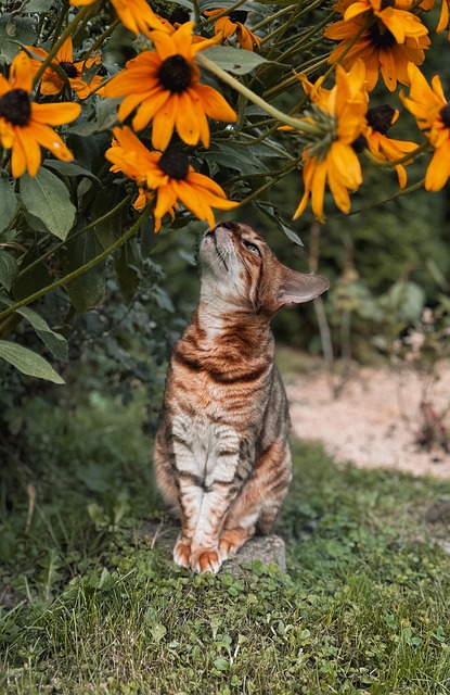 Bengal, Kat, Have, Blomster, Planter