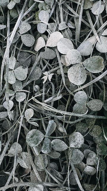 Græs, Støv, Plante, Sommer, Natur