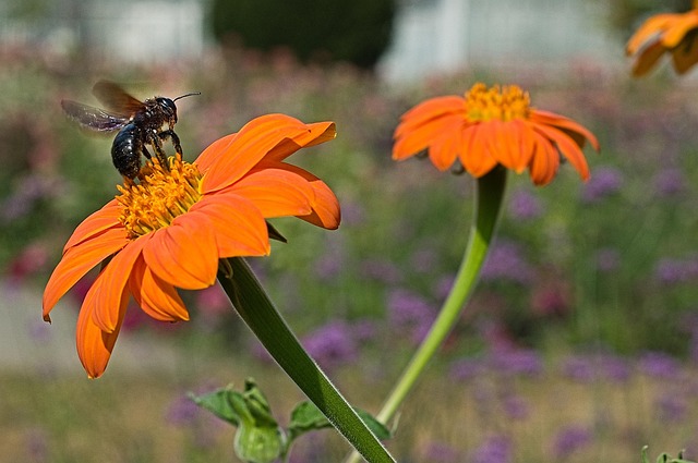 Insekt, Makro, Entomologi