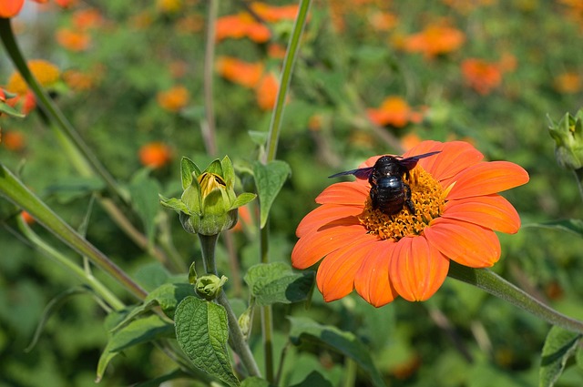 Insekt, Bi, Blomster, Pollen