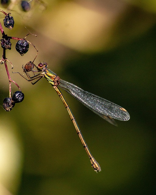 Free Dragonfly Insect photo and picture