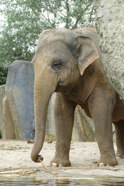 Free Indian Elephant Zoo photo and picture