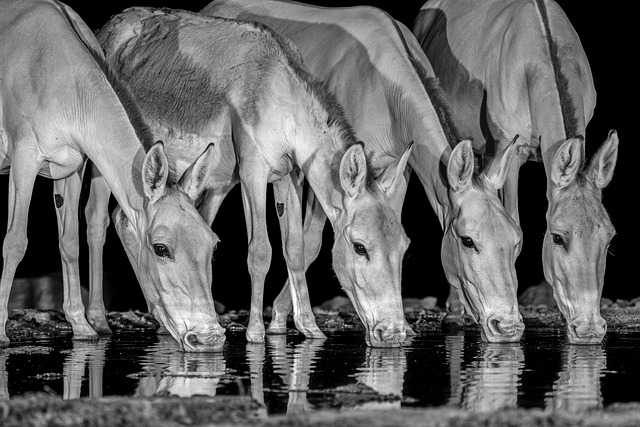 wild ass, animal, drinking, nature, wildlife, mammal, endangered, biodiversity, ecosystem, nocturnal, waterhole, thirst, reflection
