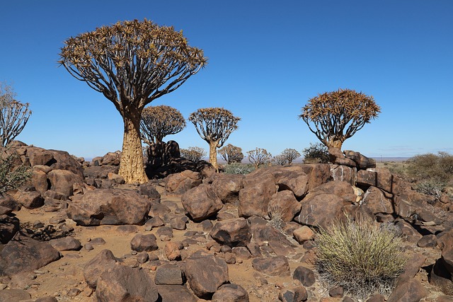 Skjelvetre, Namibia, Afrika, Landskap
