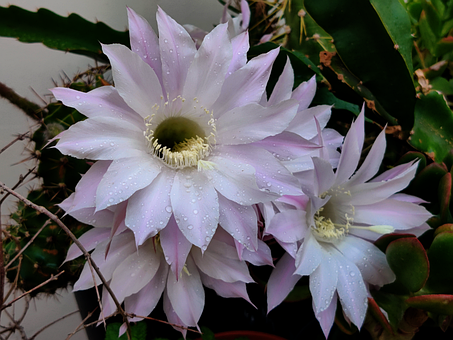 Free Cactus Plant photo and picture