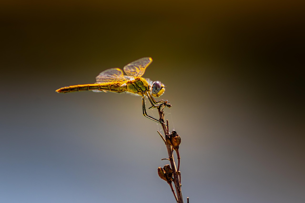 Dragonfly Insect Nature - Free photo on Pixabay
