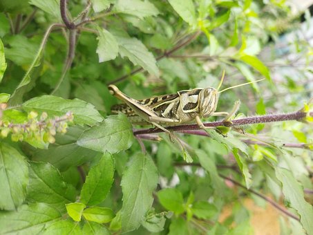 Free Grasshopper Nature photo and picture