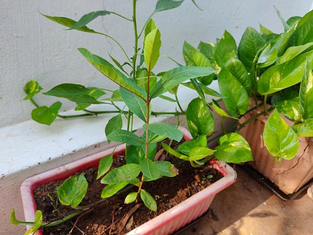 Guava, Plante, Lille, Grøn, Natur, Blade