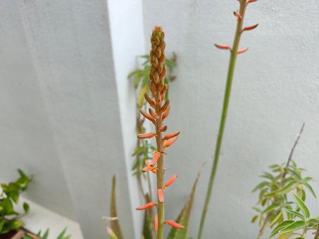 Aloe, Natur, Plante, Blomst, Blomstre