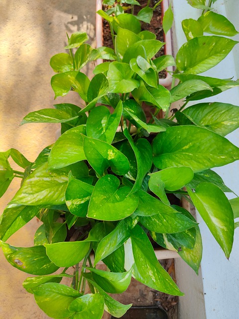 Penge Plante, Gylden Pothos, Natur, Grøn