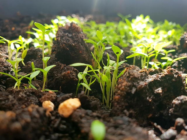 Free Spices Parsley photo and picture