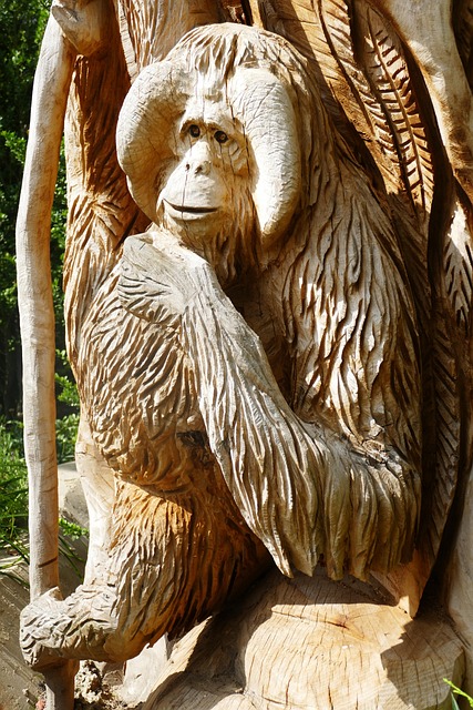 Free Orang-Utan Great Ape photo and picture