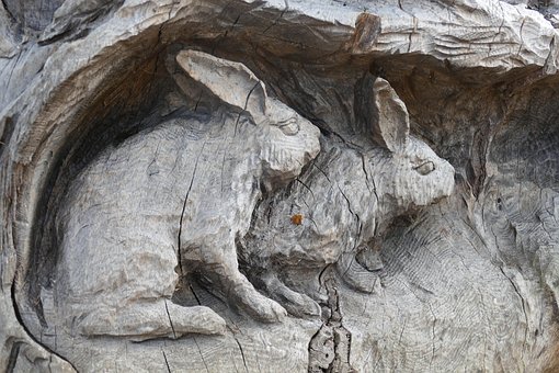 Free Rabbit Mammal photo and picture