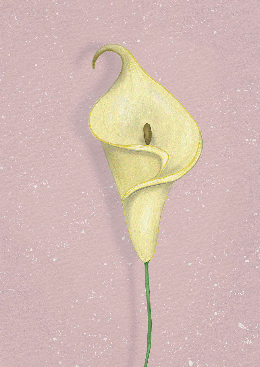 Download Calla Lily, Flower, Blossom. RoyaltyFree