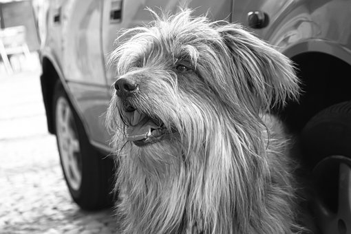 Hund, Lurvet, Dyr, Vej, Gade, Vagthund