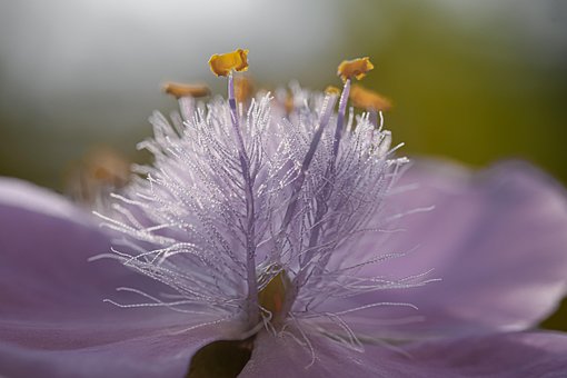 Blomst, Blomstre, Smukke Blomster, Natur