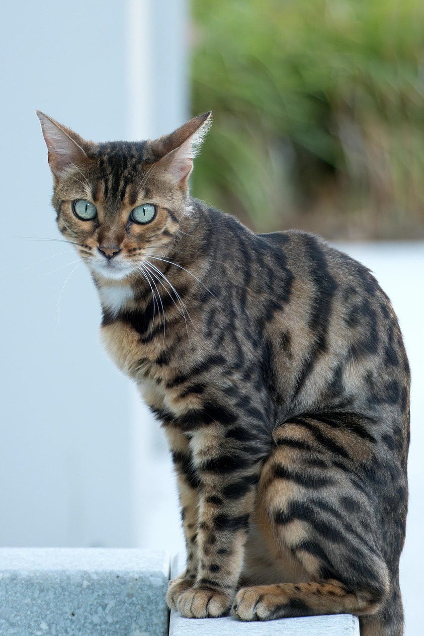 Cat Animal Feline - Free photo on Pixabay - Pixabay