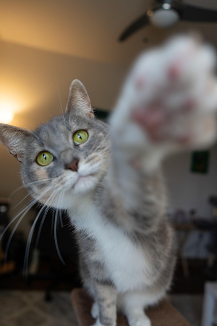 Free Cat Paw photo and picture