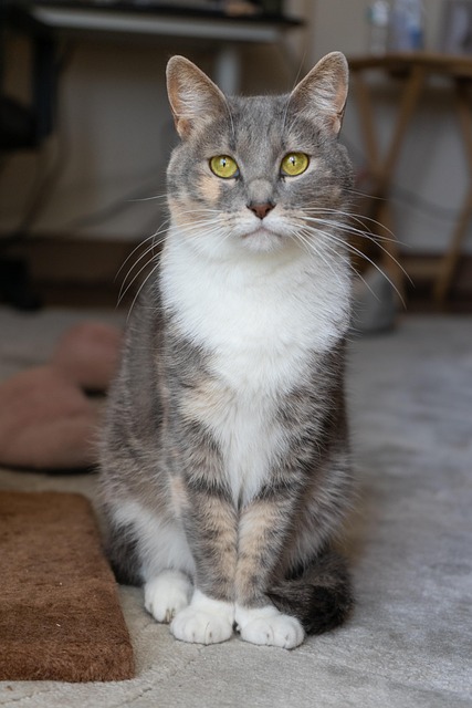 Free Cat Calico photo and picture
