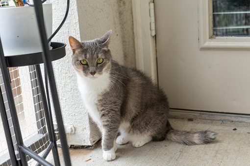 Free Cat Tabby photo and picture
