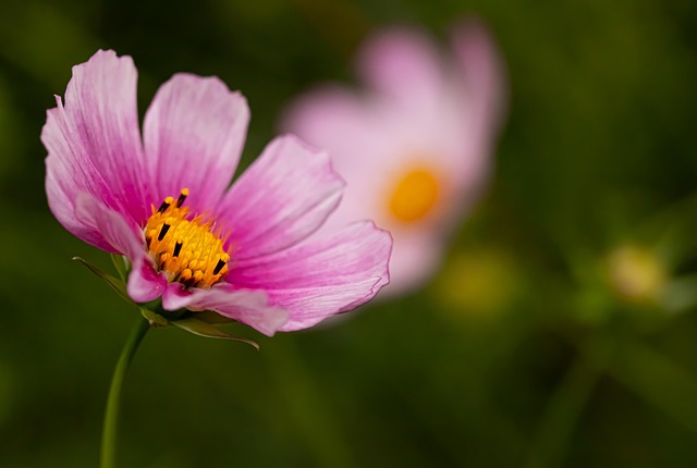 Free Cosmos Flower Wallpaper photo and picture