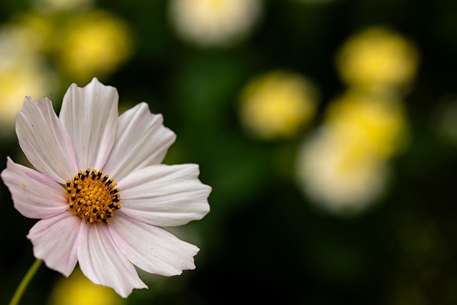 Kosmos, Blume, Pflanze, Blumentapete