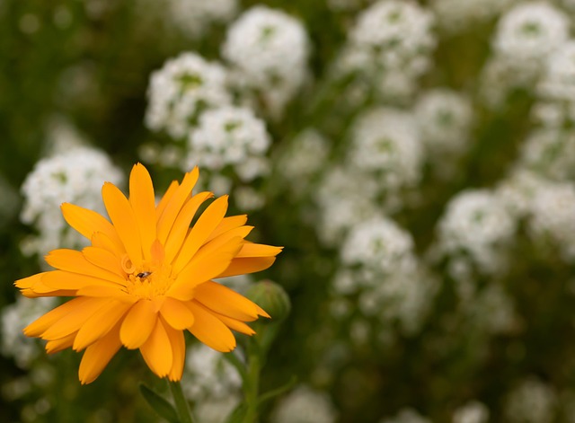 Free Flower Blossom photo and picture