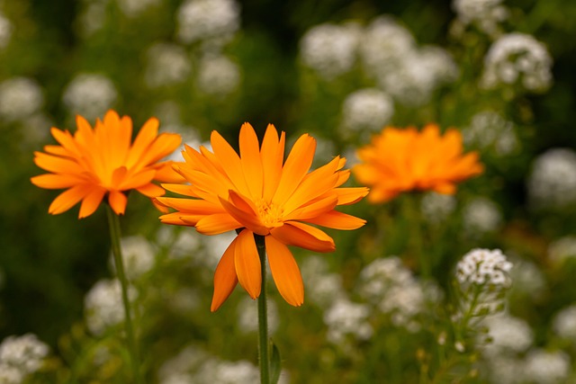 Free Flowers Blossom photo and picture
