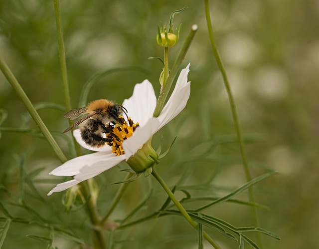 Free Flower Beautiful Flowers photo and picture
