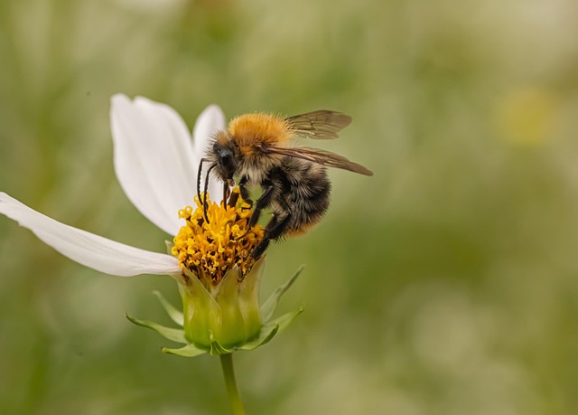 Free Flower Nature photo and picture