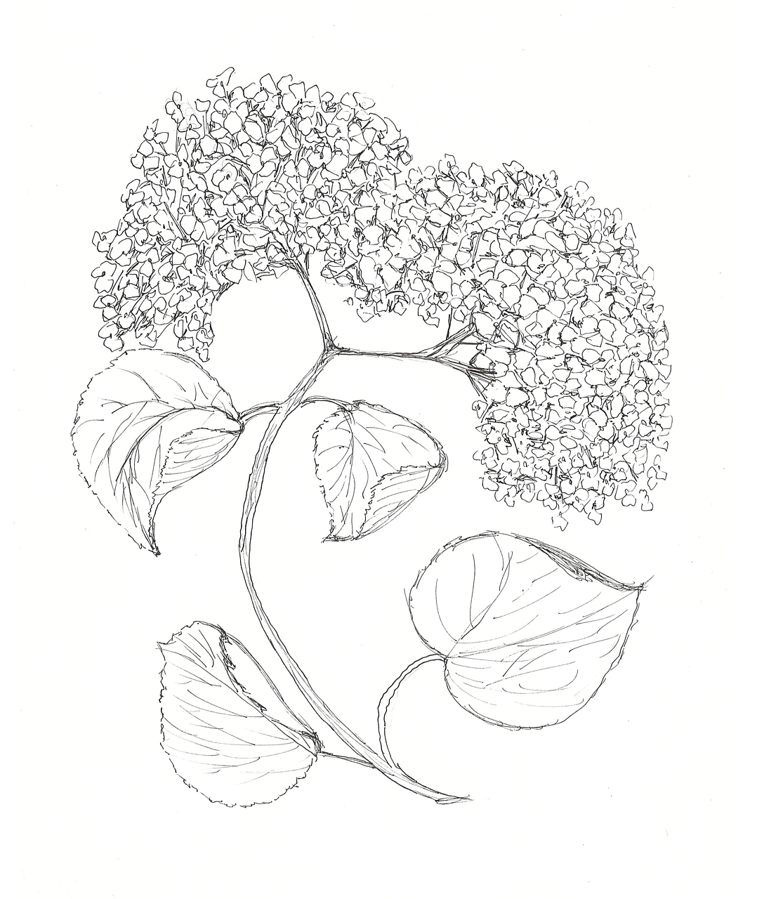 Download free HD stock image of Flower Hydrangea Free flower hydrangea bloom illustration