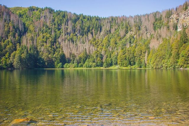 Free Forest Nature photo and picture