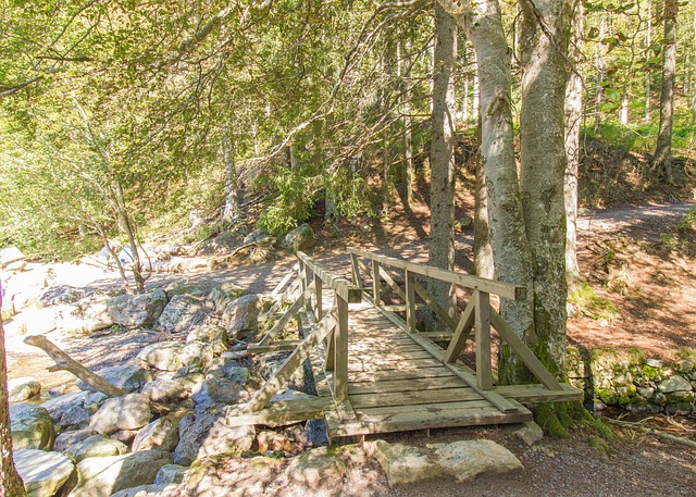 Free Forest Nature photo and picture
