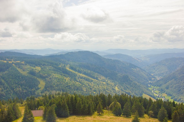 Free Forest Nature photo and picture