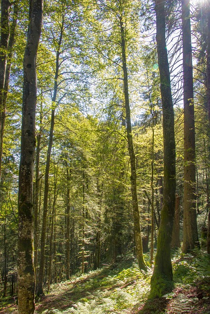 Free Forest Nature photo and picture