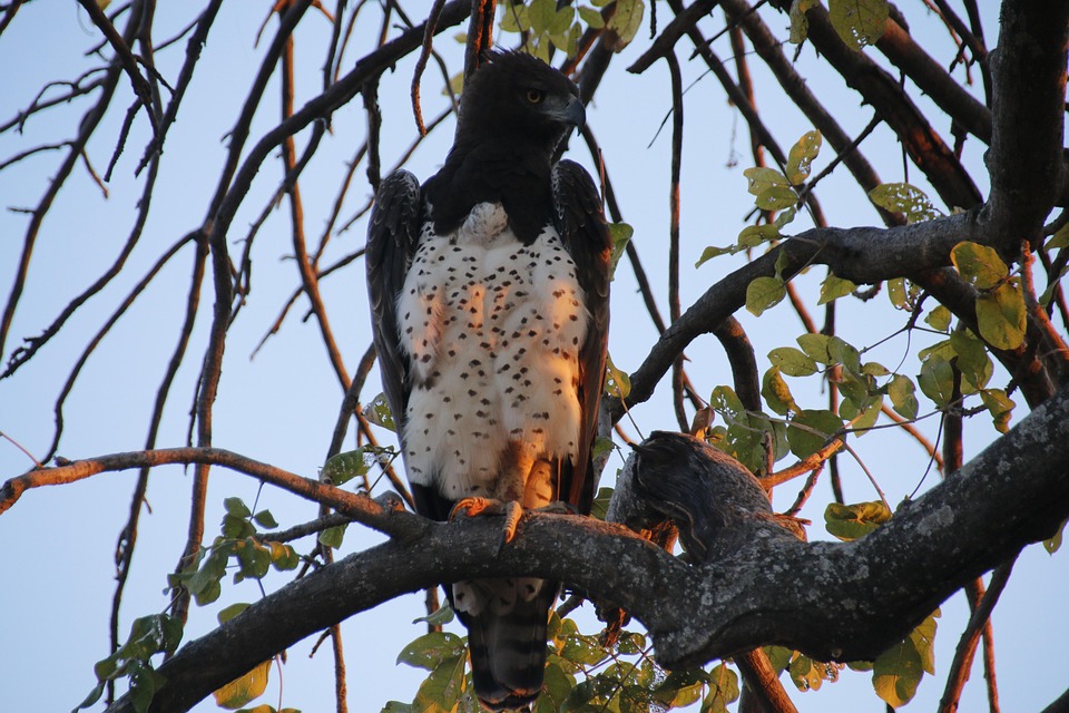 Eagle Example Eagle Bird Nature - Free photo on Pixabay - Pixabay