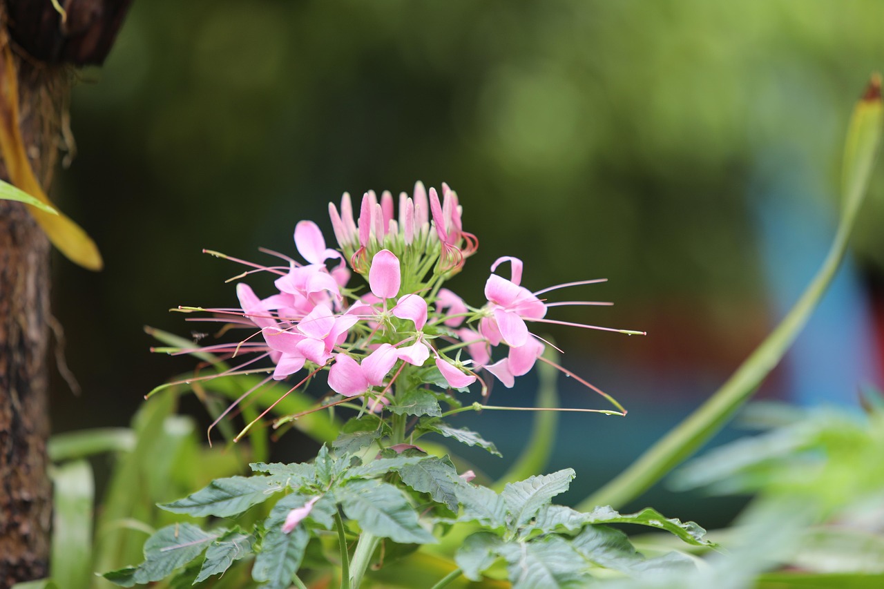 Hoa Râu Mèo Thiên - Free photo on Pixabay