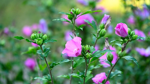 Hibiscus, Floare, Natură, Plantă