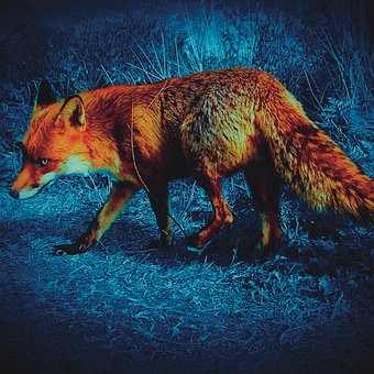 Free Fox Animal photo and picture