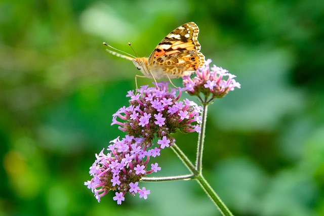Free Butterfly Flower photo and picture