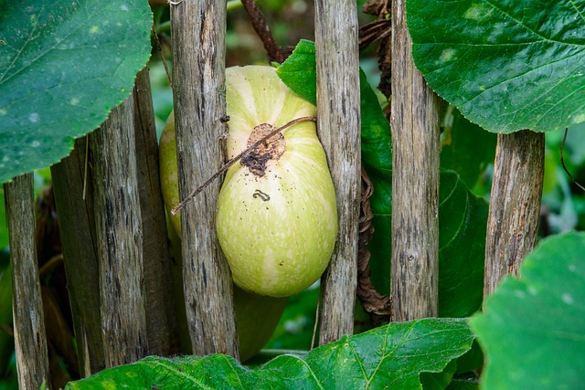 Free Pumpkin Picket Fence photo and picture