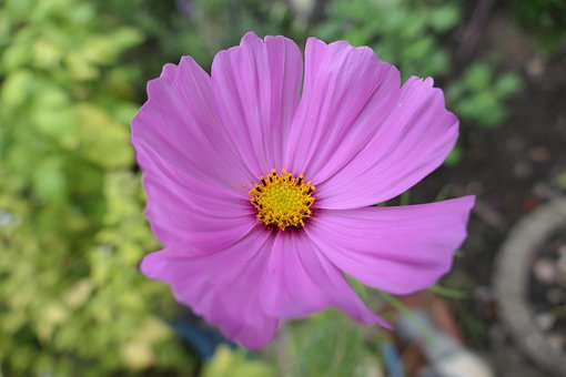 Blume, Cosmea, Blomst, Natur, Blomstre