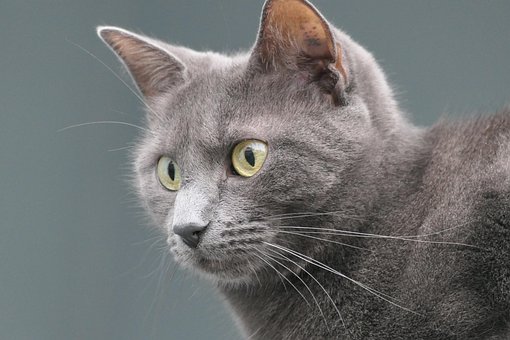 Kat, Dyr, Feline, Kæledyr