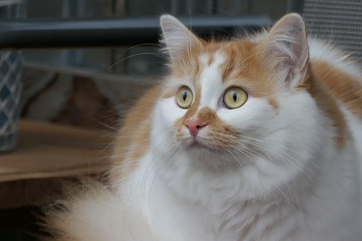 Kat, Dyr, Katze