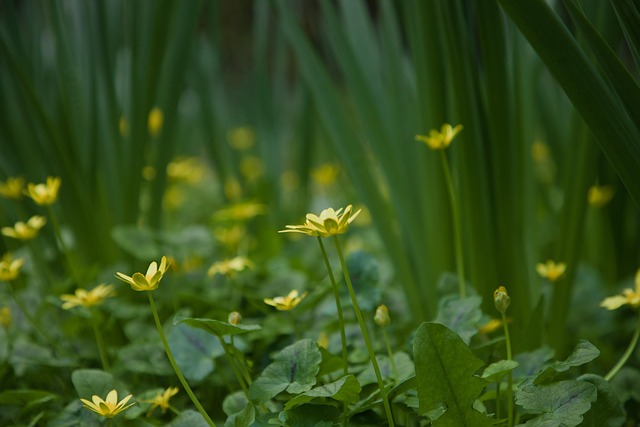 Free Nature Flower photo and picture