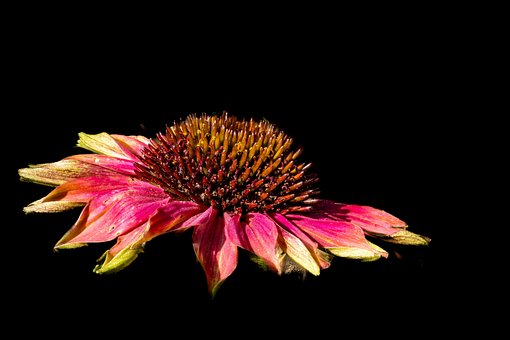 Sombrero Para El Sol, Naturaleza, Flor