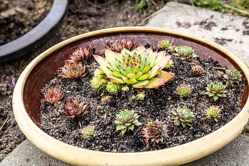 Cebollas, Plato, Planta, Naturaleza