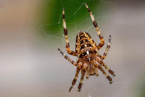 La Araña Cruzada, Araneus Diadematus